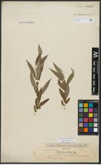 Foto von Salix alba L.